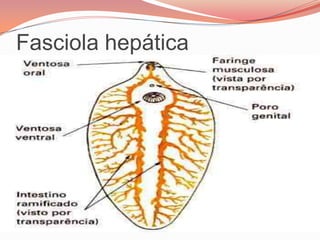 CIRCULATÓRIOCLASSIFICAÇÃO TURBELLARIA(TURBELÁRIOS):platelmintos  de vida livre, com epitélio ciliado, ocelos e aurículas, que são estruturas quimiorreceptoras, que ajudam esses animais a localizar alimentos e a detectar os predadores. Ex: PLANARIA.PLANÁRIA
