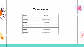 Taxonomia
Reino Animalia
Phylum Platyherminthes
Clase Cestoidea
Subclase Eucestoda
Orden Cyclophyllidea
Familia Mesocestoididae
 