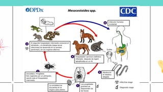 Los proglótidós
grávidos se
desprenden de
las heces
La oncósfera se
encuentra en el
órgano para-uterino
El segundo hospedador intermedio consume el
artrópodo, y la tetrathridia (etapa larval
infecciosa) se desarrolla en la cavidad
peritoneal y en los órganos alternos.
Hospedador carnívoro definitivo
infectado, después de ingerir
tetrathridia en un HI.
Adultos en
el intestino
delgado
Infección humana
incidental
Oncósfera / Proglótido
Son ingeridos por un artrópodo,
siendo este el Hospedador
intermedio.
 