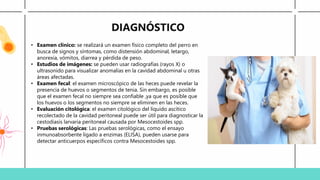DIAGNÓSTICO
• Examen clínico: se realizará un examen físico completo del perro en
busca de signos y síntomas, como distensión abdominal, letargo,
anorexia, vómitos, diarrea y pérdida de peso.
• Estudios de imágenes: se pueden usar radiografías (rayos X) o
ultrasonido para visualizar anomalías en la cavidad abdominal u otras
áreas afectadas.
• Examen fecal: el examen microscópico de las heces puede revelar la
presencia de huevos o segmentos de tenia. Sin embargo, es posible
que el examen fecal no siempre sea confiable ,ya que es posible que
los huevos o los segmentos no siempre se eliminen en las heces.
• Evaluación citológica: el examen citológico del líquido ascítico
recolectado de la cavidad peritoneal puede ser útil para diagnosticar la
cestodiasis larvaria peritoneal causada por Mesocestoides spp.
• Pruebas serológicas: Las pruebas serológicas, como el ensayo
inmunoabsorbente ligado a enzimas (ELISA), pueden usarse para
detectar anticuerpos específicos contra Mesocestoides spp.
 