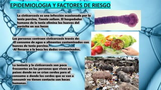 EPIDEMIOLOGIA Y FACTORES DE RIESGO
La cisticercosis es una infección ocasionada por la
tenia porcina, Taenia solium. El hospedador
humano de la tenia elimina los huevos del
parásito en sus heces
Las personas contraen cisticercosis través de:
•El consumo de agua o alimentos contaminados con
huevos de tenia porcina.
•Al llevarse a la boca los dedos contaminados.
La teniasis y la cisticercosis son poco
frecuentes en las personas que viven en
países donde no se crían cerdos para el
consumo o donde los cerdos que se van a
consumir no tienen contacto con heces
humanas.
 