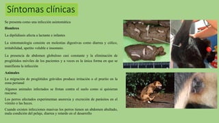 Síntomas clínicas
Se presenta como una infección asintomática
Hombres
La dipilidiasis afecta a lactante e infantes
La sintomatología consiste en molestias digestivas como diarrea y cólico,
irritabilidad, apetito voluble e insomnio.
La presencia de abdomen globuloso casi constante y la eliminación de
proglótidos móviles de los pacientes y a veces es la única forma en que se
manifiesta la infección
Animales
La migración de proglótidos grávidos produce irritación o el prurito en la
zona perianal
Algunos animales infectados se frotan contra el suelo como si quisieran
rascarse.
Los perros afectados experimentan anorexia y excreción de parásitos en el
vómito o las heces.
Cuando existen infecciones masivas los perros tienen un abdomen abultado,
mala condición del pelaje, diarrea y retardo en el desarrollo
 