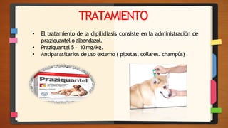 TRATAMIENTO
• El tratamiento de la dipilidiasis consiste en la administración de
praziquantel o albendazol.
• Praziquantel 5 – 10mg/kg.
• Antiparasitarios de uso externo ( pipetas, collares. champús)
 