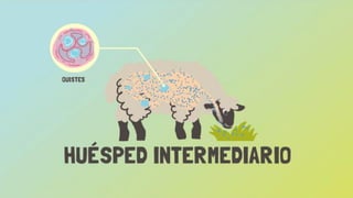 Huésped intermediario
 