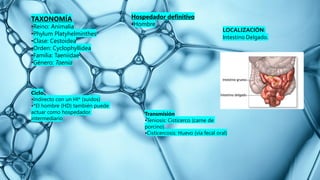 TAXONOMÍA
•Reino: Animalia
•Phylum Platyhelminthes
•Clase: Cestoidea
•Orden: Cyclophyllidea
•Familia: Taeniidae
•Género: Taenia
Hospedador definitivo
•Hombre
Ciclo
•Indirecto con un HI* (suidos)
•*El hombre (HD) también puede
actuar como hospedador
intermediario
LOCALIZACIÓN:
Intestino Delgado.
Transmisión
•Teniosis: Cisticerco (carne de
porcino)
•Cisticercosis: Huevo (vía fecal oral)
 