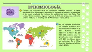 Echinococcus granulosus tiene una distribución geográfica mundial. La mayor
prevalencia de la hidatidosis en hospedadores humanos se encuentra en los países
de las zonas templadas (las regiones del Mediterráneo, centro de Rusia, Asia
central, China), Australia, algunas regiones de Estados Unidos (especialmente
América del Sur) y en el norte y este de África(Grosso y cols., 2012).
En las regiones endémicas,
las tasas de incidencia de la
equinococosis quística en el
ser humano pueden
ascender a más de 50 por
100 000 personas-año, y la
prevalencia puede alcanzar
el 5-10% en algunas zonas
de Argentina, Perú, África
Oriental, Asia Central y China
(OMS, 2016).
 