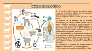 1. El parásito Echinococcus granulosus adulto
reside en el intestino delgado de los huéspedes
definitivos (perros, otros caninos).
•2. Las proglótides liberan huevos, que pasan a las
heces.
•3. Después de la ingestión por un huésped
intermediario (en general, ovejas, cabras, cerdos,
vacas, caballos, camellos o seres humanos), el
huevo se incuba en el intestino delgado y libera una
oncósfera, que penetra en la pared intestinal y
migra a través de los vasos hacia varios órganos,
en especial el hígado y los pulmones.
•4. En estos órganos, la oncósfera se convierte en
un quiste, que se agranda gradualmente; se forman
protoscólices y quistes hijos dentro del quiste. El
huésped definitivo se infecta al ingerir los órganos
que contienen quistes del huésped intermediario
infectado.
•5. Después de la ingestión, los protoescólices se
evaginan y se adhieren a la mucosa intestinal.
•6. Se convierten al estadio adulto en 32 a 80 días.
 