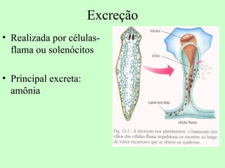 Excreção
• Realizada por células-
  flama ou solenócitos

• Principal excreta:
  amônia
 