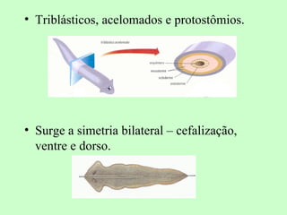 • Triblásticos, acelomados e protostômios.




• Surge a simetria bilateral – cefalização,
  ventre e dorso.
 
