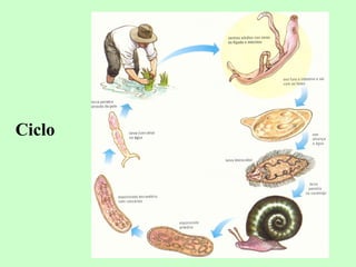 Ciclo
 