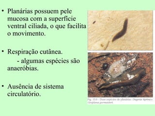 • Planárias possuem pele
  mucosa com a superfície
  ventral ciliada, o que facilita
  o movimento.

• Respiração cutânea.
     - algumas espécies são
  anaeróbias.

• Ausência de sistema
  circulatório.
 
