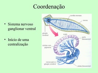 Coordenação

• Sistema nervoso
  ganglionar ventral

• Início de uma
  centralização
 