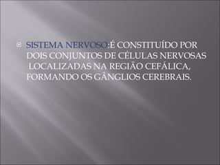 SISTEMA NERVOSO :É CONSTITUÍDO POR DOIS CONJUNTOS DE CÉLULAS NERVOSAS  LOCALIZADAS NA REGIÃO CEFÁLICA, FORMANDO OS GÂNGLIOS CEREBRAIS.  
