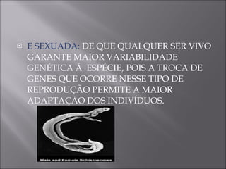 E SEXUADA:  DE QUE QUALQUER SER VIVO GARANTE MAIOR VARIABILIDADE GENÉTICA Á  ESPÉCIE, POIS A TROCA DE GENES QUE OCORRE NESSE TIPO DE REPRODUÇÃO PERMITE A MAIOR ADAPTAÇÃO DOS INDIVÍDUOS. 