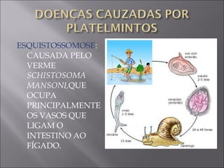ESQUISTOSSOMOSE : CAUSADA PELO VERME  SCHISTOSOMA MANSONI, QUE OCUPA PRINCIPALMENTE OS VASOS QUE LIGAM O INTESTINO AO FÍGADO.  