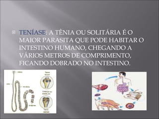 TENÍASE : A TÊNIA OU SOLITÁRIA É O MAIOR PARASITA QUE PODE HABITAR O INTESTINO HUMANO, CHEGANDO A VÁRIOS METROS DE COMPRIMENTO, FICANDO DOBRADO NO INTESTINO. 