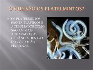 OS PLATELMINTOS SÃO TRIBLÁSTICOS E ACELOMADOS.COMO SÃO ANIMAIS ACHATADOS, AS DISTÂNCIA DENTRO DO CORPO SÃO PEQUENAS. 