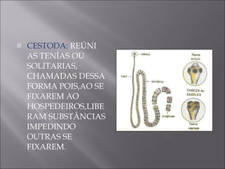 CESTODA:  REÚNI AS TENÍAS OU SOLITARIAS, CHAMADAS DESSA FORMA POIS,AO SE FIXAREM AO HOSPEDEIROS,LIBERAM SUBSTÂNCIAS IMPEDINDO OUTRAS SE FIXAREM. 