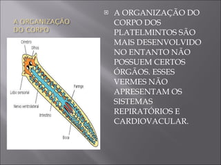 A ORGANIZAÇÃO DO CORPO DOS PLATELMINTOS SÃO MAIS DESENVOLVIDO NO ENTANTO NÃO POSSUEM CERTOS ÓRGÃOS. ESSES VERMES NÃO APRESENTAM OS SISTEMAS REPIRATÓRIOS E CARDIOVACULAR.  
