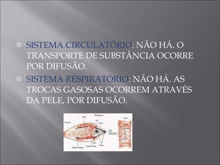 SISTEMA CIRCULATÓRIO : NÃO HÁ. O TRANSPORTE DE SUBSTÂNCIA OCORRE POR DIFUSÃO. SISTEMA RESPIRATÓRIO : NÃO HÁ. AS TROCAS GASOSAS OCORREM ATRAVÉS DA PELE, POR DIFUSÃO.  