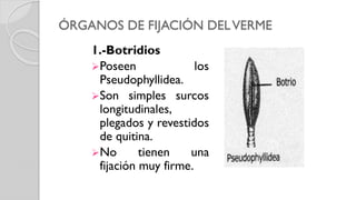 ÓRGANOS DE FIJACIÓN DELVERME
1.-Botridios
Poseen los
Pseudophyllidea.
Son simples surcos
longitudinales,
plegados y revestidos
de quitina.
No tienen una
fijación muy firme.
 