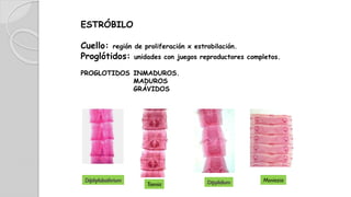 ESTRÓBILO
Cuello: región de proliferación x estrobilación.
Proglótidos: unidades con juegos reproductores completos.
PROGLOTIDOS INMADUROS.
MADUROS
GRÁVIDOS
Diphylobothrium
Taenia Dipylidium Moniezia
 