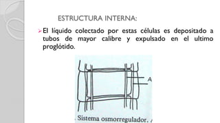 El líquido colectado por estas células es depositado a
tubos de mayor calibre y expulsado en el ultimo
proglótido.
ESTRUCTURA INTERNA:
 