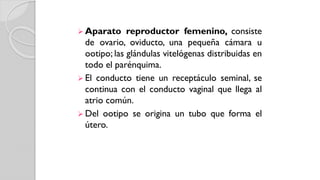  Aparato reproductor femenino, consiste
de ovario, oviducto, una pequeña cámara u
ootipo; las glándulas vitelógenas distribuidas en
todo el parénquima.
 El conducto tiene un receptáculo seminal, se
continua con el conducto vaginal que llega al
atrio común.
 Del ootipo se origina un tubo que forma el
útero.
 
