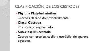 CLASIFICACIÓN DE LOS CESTODES
Phylum Platyhelminthes
Cuerpo aplanado dorsoventralmente.
Clase: Cestoda
Con cuerpo segmentado.
Sub-clase: Eucestoda
Cuerpo con escolex, cuello y estróbilo, sin aparato
digestivo.
 