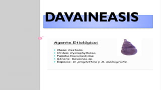 DAVAINEASIS
 