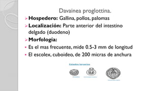 Davainea proglottina.
Hospedero: Gallina, pollos, palomas
Localización: Parte anterior del intestino
delgado (duodeno)
Morfología:
 Es el mas frecuente, mide 0.5-3 mm de longitud
 El escolex, cuboideo, de 200 micras de anchura
 