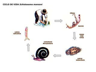 FÊMEA MACHO LARVA  MIRACÍDIO CARAMUJO Biomphalaria LARVA  CERCÁRIA CICLO DE VIDA  Schistosoma mansoni FEZES COM OVOS 