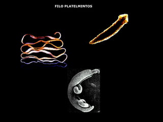 FILO PLATELMINTOS 