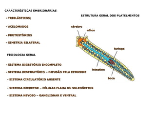 CARACTERÍSTICAS EMBRIONÁRIAS - TRIBLÁSTICOS; - ACELOMADOS - PROTOSTÔMIOS - SIMETRIA BILATERAL FISIOLOGIA GERAL   - SISTEMA DIGESTÓRIO INCOMPLETO - SISTEMA CIRCULATÓRIO AUSENTE - SISTEMA NEVOSO – GANGLIONAR E VENTRAL ESTRUTURA GERAL DOS PLATELMINTOS - SISTEMA RESPIRATÓRIO – DIFUSÃO PELA EPIDERME cérebro olhos faringe boca intestino - SISTEMA EXCRETOR – CÉLULAS FLAMA OU SOLENÓCITOS 