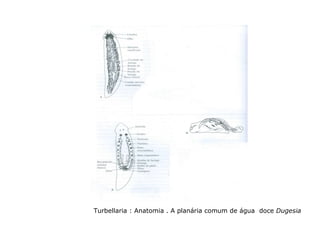 Turbellaria : Anatomia . A planária comum de água  doce  Dugesia 