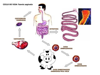 CICLO DE VIDA  Taenia saginata INTESTINO  OVOS  EMBRIONADOS OVOS  EMBRIONADOS OVOS EMBRIONADOS INGERIDOS PELA VACA CISTICERCOS CISTICERCOS  INGERIDOS 