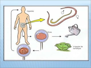 Platelmintos e nematelmintos