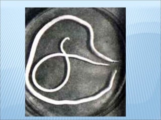 Platelmintos e nematelmintos