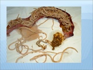 Platelmintos e nematelmintos