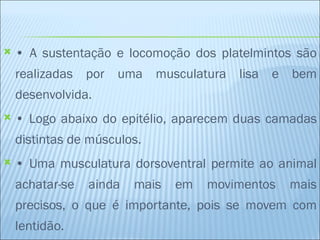    • A sustentação e locomoção dos platelmintos são
    realizadas por uma musculatura lisa e bem
    desenvolvida.
   • Logo abaixo do epitélio, aparecem duas camadas
    distintas de músculos.
   • Uma musculatura dorsoventral permite ao animal
    achatar-se   ainda   mais   em   movimentos   mais
    precisos, o que é importante, pois se movem com
    lentidão.
 