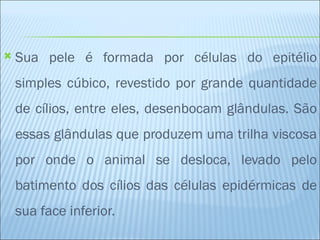    Sua pele é formada por células do epitélio
    simples cúbico, revestido por grande quantidade
    de cílios, entre eles, desenbocam glândulas. São
    essas glândulas que produzem uma trilha viscosa
    por onde o animal se desloca, levado pelo
    batimento dos cílios das células epidérmicas de
    sua face inferior.
 