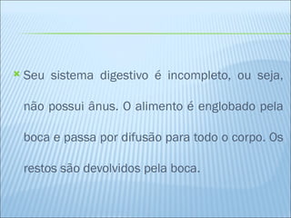    Seu sistema digestivo é incompleto, ou seja,

    não possui ânus. O alimento é englobado pela

    boca e passa por difusão para todo o corpo. Os

    restos são devolvidos pela boca.
 