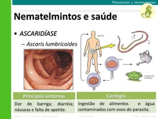 Ciências – 7º ano Ens. Fundamental 3º Bimestre Profa. Rebeca Vale
Nematelmintos e saúde
Platelmintos e Nematelmintos
• ASCARIDÍASE
─ Ascaris lumbricoides
Principais sintomas
Dor de barriga; diarréia;
náuseas e falta de apetite.
Contágio
Ingestão de alimentos e água
contaminados com ovos do parasita.
 