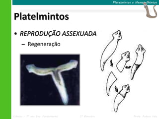 Ciências – 7º ano Ens. Fundamental 3º Bimestre Profa. Rebeca Vale
Platelmintos
Platelmintos e Nematelmintos
• REPRODUÇÃO ASSEXUADA
– Regeneração
 