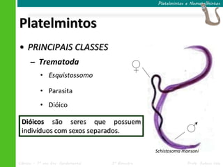 Ciências – 7º ano Ens. Fundamental 3º Bimestre Profa. Rebeca Vale
Platelmintos
Platelmintos e Nematelmintos
• PRINCIPAIS CLASSES
– Trematoda
• Esquistossomo
• Parasita
• Dióico
Schistosoma mansoni
Dióicos são seres que possuem
indivíduos com sexos separados.
 