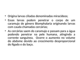 • Origina larvas ciliadas denominadas miracídeos;
• Essas larvas podem penetrar o corpo de um
caramujo de gênero Biomphalaria originando larvas
com cauda chamadas cercárias;
• As cercárias saem do caramujo e passam para a água
podendo penetrar na pele humana, atingindo a
corrente sanguínea. Ocorre o aumento no volume
do abdome devido ao crescimento desproporcional
do fígado e do baço.
 