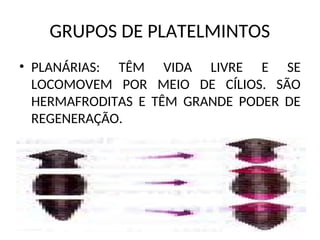 GRUPOS DE PLATELMINTOS
• PLANÁRIAS: TÊM VIDA LIVRE E SE
LOCOMOVEM POR MEIO DE CÍLIOS. SÃO
HERMAFRODITAS E TÊM GRANDE PODER DE
REGENERAÇÃO.
 