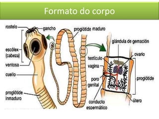 Formato do corpo

 