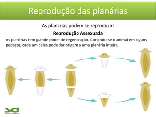 Reprodução das planárias
As planárias podem se reproduzir:
Reprodução Assexuada
As planárias tem grande poder de regeneração. Cortando-se o animal em alguns
pedaços, cada um deles pode dar origem a uma planária inteira.

 