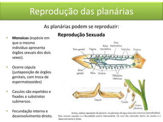 Reprodução das planárias
As planárias podem se reproduzir:


Monoicas (espécie em
que o mesmo
indivíduo apresenta
órgãos sexuais dos dois
sexos).



Ocorre cópula
(justaposição de órgãos
genitais, com troca de
espermatozoides)



Casulos são expelidos e
fixados a substratos
submersos.



Fecundação interna e
desenvolvimento direto.

Reprodução Sexuada

 